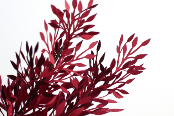 Download Leaves Foliage and Fillers - Premium Resources